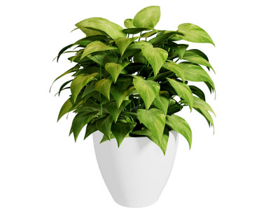 现代盆景盆栽植物