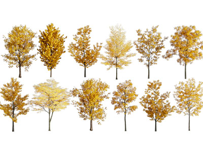 现代长满黄色树叶的秋天的树