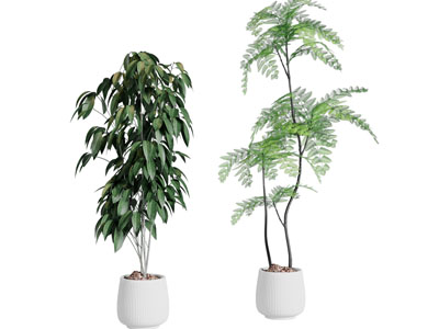 现代花盆盆景盆栽植物