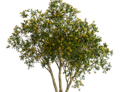 现代花树 景观树木