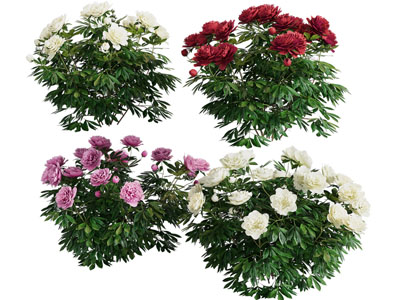 现代花草花卉灌木植物