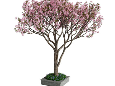 现代景观树木 花树