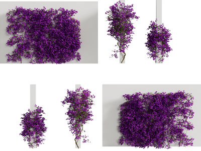 现代藤蔓植物墙