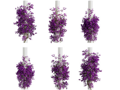 现代藤蔓植物 花架 紫藤 花藤 爬藤