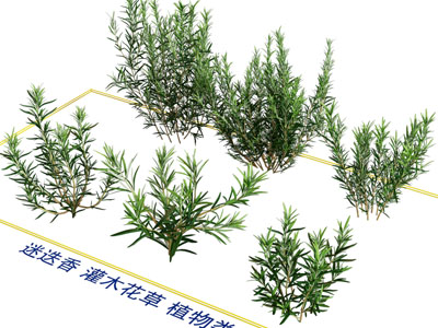 现代灌木花草 花卉植物