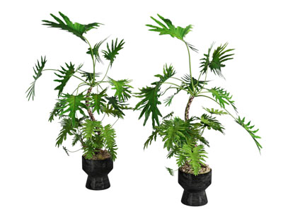 现代花盆盆景盆栽植物