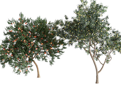 现代结满果实的果树