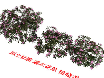 现代杜鹃花 灌木花草植物