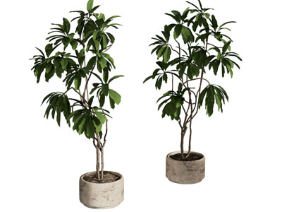 现代花盆盆景盆栽植物