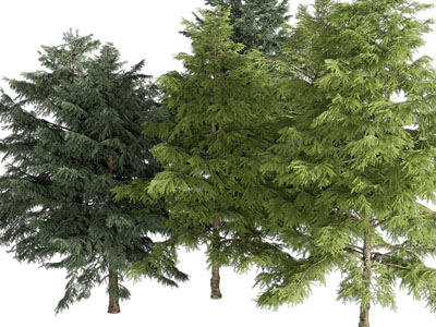 现代景观树木 松树