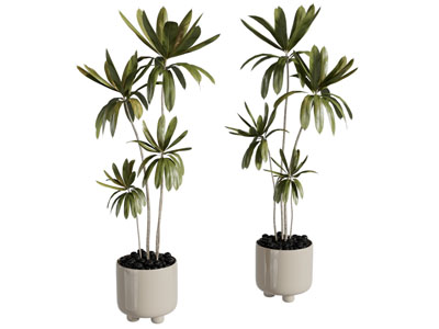 现代花盆盆景盆栽植物