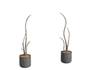 现代花盆盆景盆栽植物