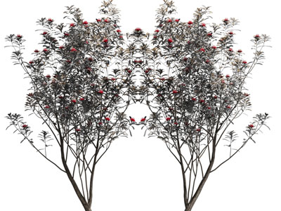 现代开着花朵的景观树木