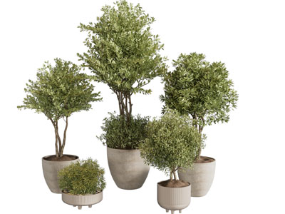 现代花盆盆景盆栽植物