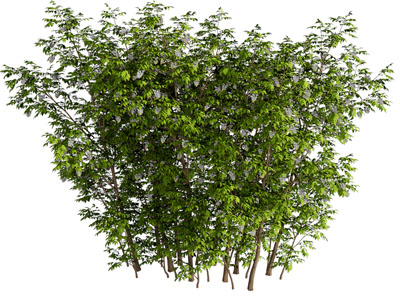 现代灌木丛植物