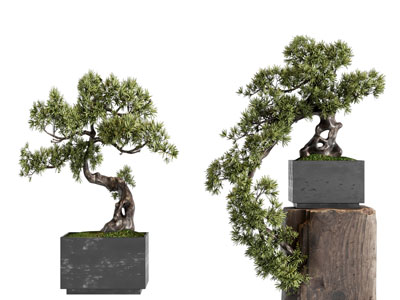 新中式松树盆景盆栽植物