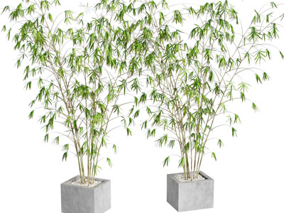 现代水泥花盆竹子盆景盆栽植物