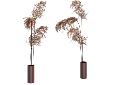 现代花瓶花卉 芦苇花