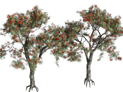 现代开着红色花朵的大树