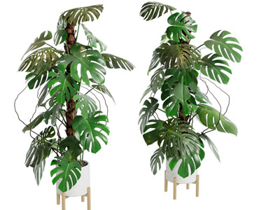 现代花盆龟背竹盆景盆栽植物