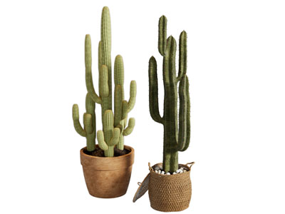 现代花盆盆景盆栽植物