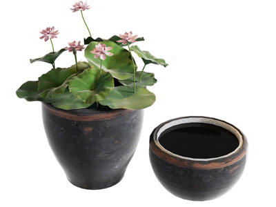 新中式荷花池 盆景盆栽植物