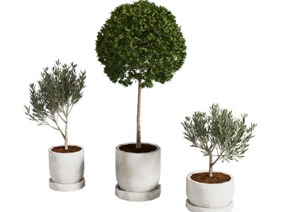 现代花盆盆景盆栽植物3d模型 现代花盆盆景盆栽植物