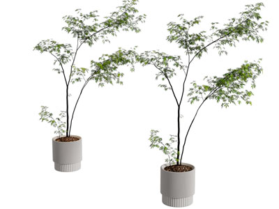 现代花盆盆景盆栽植物