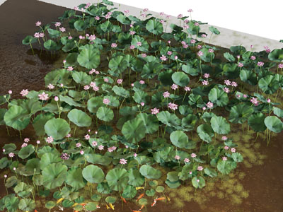 现代睡莲 水生植物