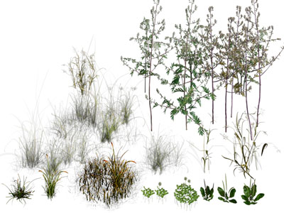现代花草 灌木植物