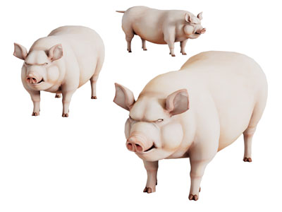 现代猪 爬行动物