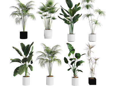 现代花盆盆景盆栽植物