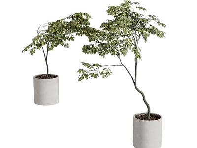 现代花盆盆景盆栽植物