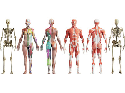 现代医用人体肌肉组织 骨骼标本3d模型 现代医用人体肌肉组织 骨骼标本