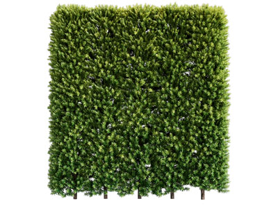 现代长方形景观灌木植物