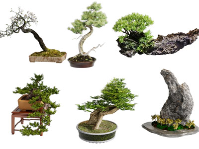 新中式松树 盆景盆栽植物3d模型 新中式松树 盆景盆栽植物