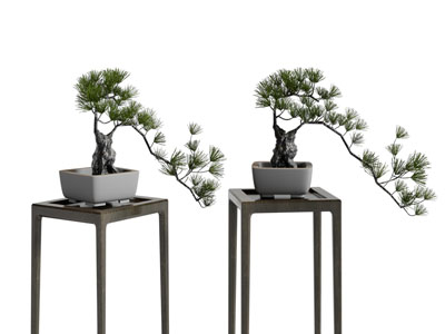 新中式松树盆景盆栽植物