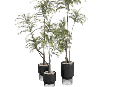 现代花盆盆景盆栽植物