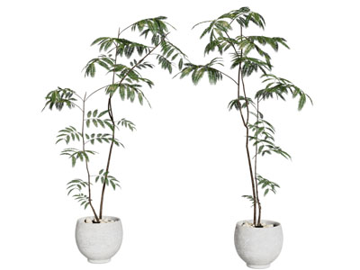 现代花盆盆景盆栽植物