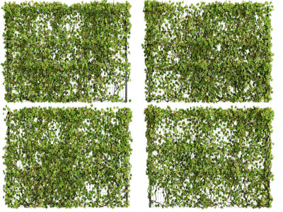 现代植物墙 藤蔓植物3d模型 现代植物墙 藤蔓植物