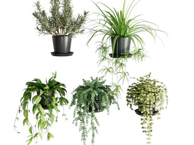 现代吊篮绿植 盆景盆栽植物3d模型 现代吊篮绿植 盆景盆栽植物