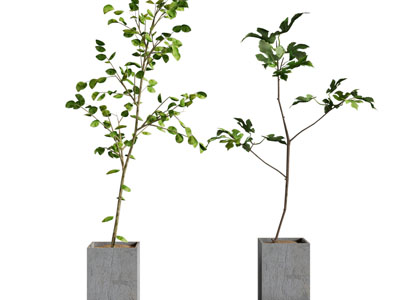现代水泥花盆盆景盆栽植物3d模型 现代水泥花盆盆景盆栽植物
