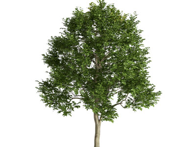 现代景观树木3d模型 现代景观树木