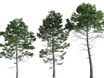 现代景观树木3d模型 现代景观树木