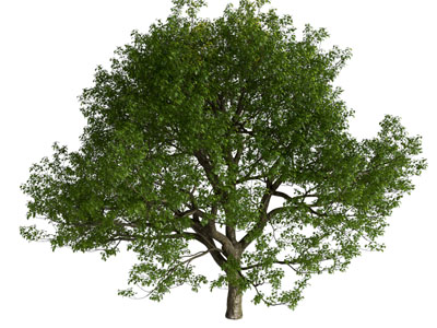 现代景观树木3d模型 现代景观树木