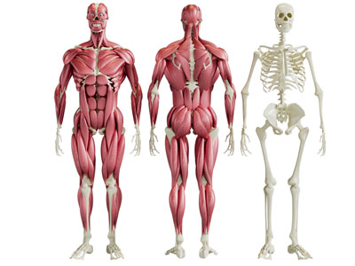 现代人体肌肉组织结构标本 骨骼标本 教具3d模型 现代人体肌肉组织结构标本 骨骼标本 教具