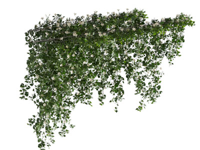 现代藤蔓植物3d模型 现代藤蔓植物