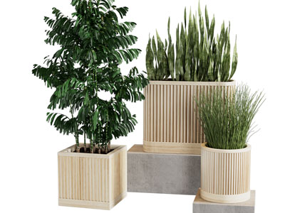 现代实木花盆盆景盆栽植物3d模型 现代实木花盆盆景盆栽植物
