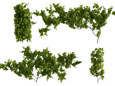 现代藤蔓植物 葡萄树3d模型 现代藤蔓植物 葡萄树