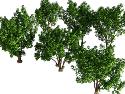 现代灌木植物3d模型 现代灌木植物